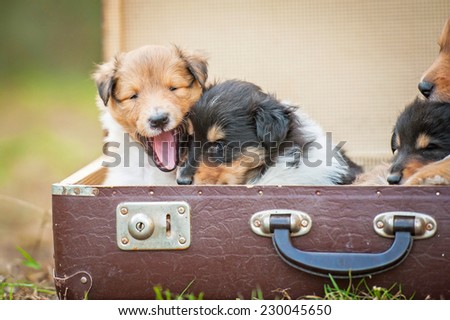 Two lovely rough collie  puppies sitting in the suitcase
