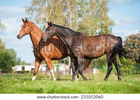 Two horses walking on the pasture