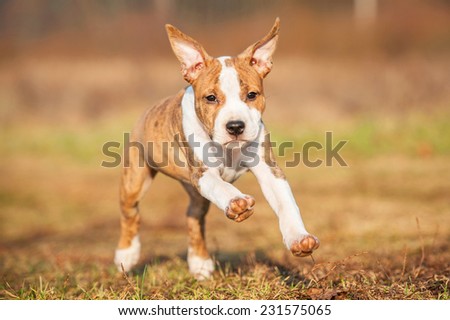 Funny american staffordshire terrier puppy running with ears up