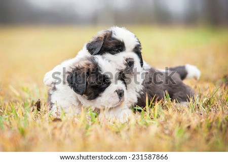Saint bernard puppies outdoors