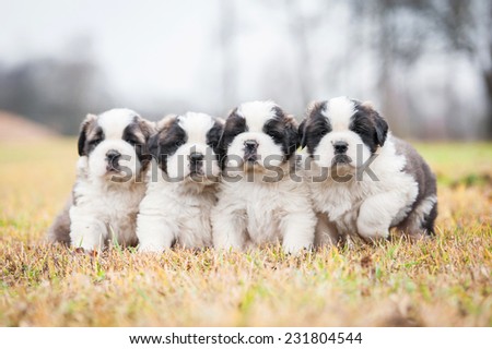 Litter of four saint bernard puppies sitting outdoors