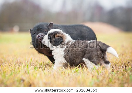 Saint bernard puppy with mini piggi walking outoors