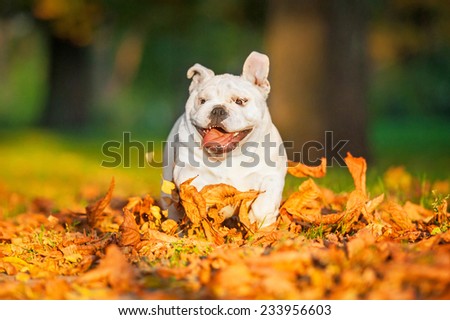 Funny english bulldog puppy running in the park in autumn