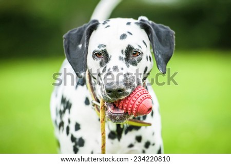 Portrait of dalmatian dog with a toy