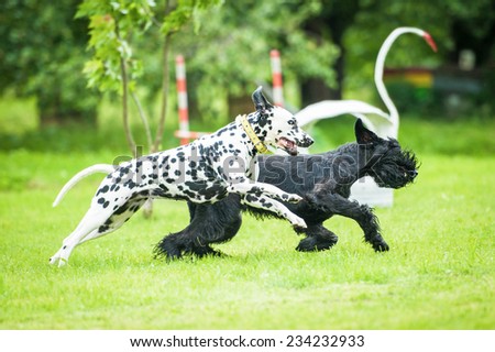 Dalmatian dog playing with giant schnauzer dog