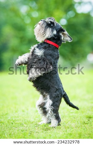 Miniature schnauzer dog standing on its hind legs