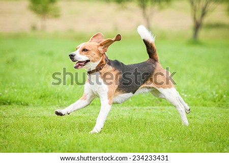 Happy beagle dog running with flying ears
