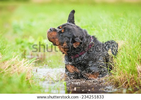 Rottweiler dog shaking off the water