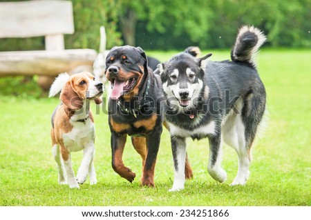 Three dogs running in the yard