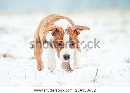American staffordshire terrier puppy playing with snowball