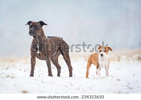 Adult american staffordshire terrier with little puppy in a snowy day