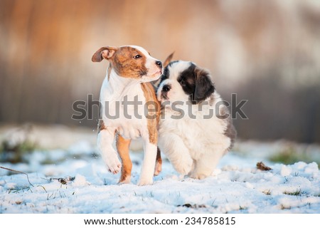 Two puppies playing outdoors in winter