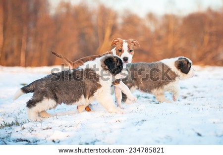 Litter of puppies playing in the yard in winter