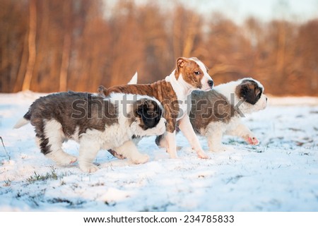 Saint bernard puppies playing with american staffordshire terrier puppy