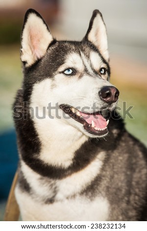 Portrait of siberian husky dog with blue eyes