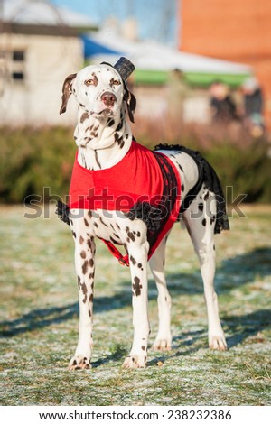 Dalmatian dog dressed in a dress and hat