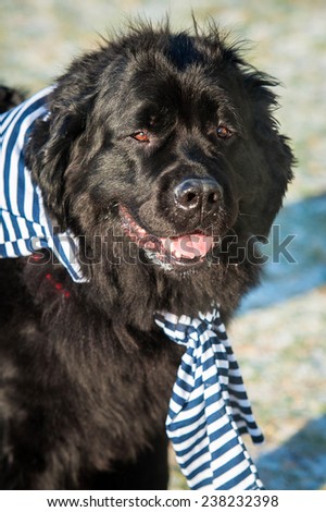 Newfoundland dog dressed as a sailor