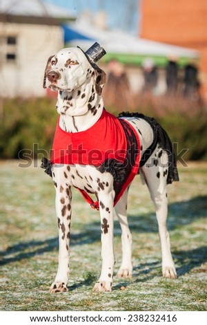 Dalmatian dog dressed in a dress and hat