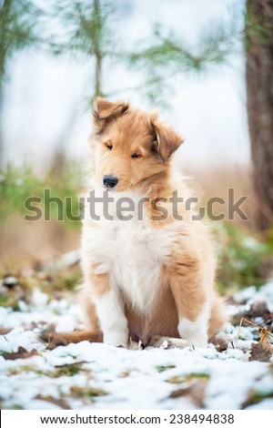 Rough collie puppy sitting in the park
