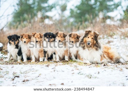 Litter of rough collie puppies with mother sitting outdoors in winter