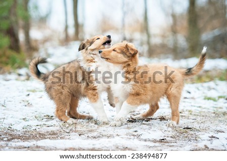 Two rough collie puppies playing outdoors