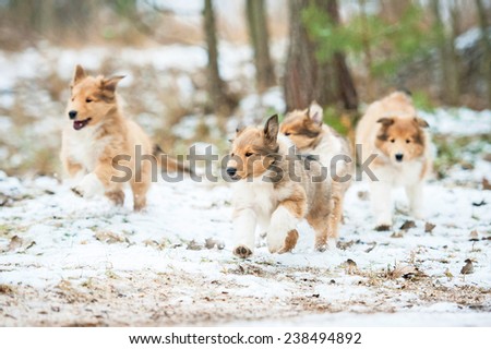 Litter of rough collie puppies running outdoors in winter