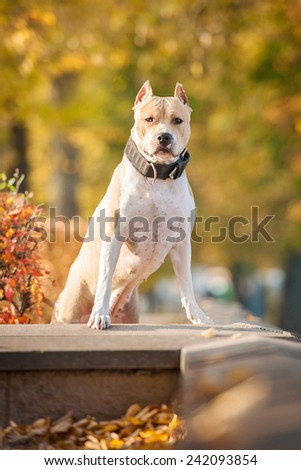 American staffordshire terrier standing in the park in autumn