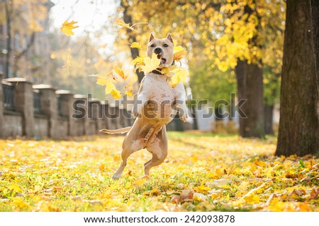 American staffordshire terrier playing with falling leaves in autumn
