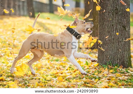 American staffordshire terrier playing with falling leafs in autumn