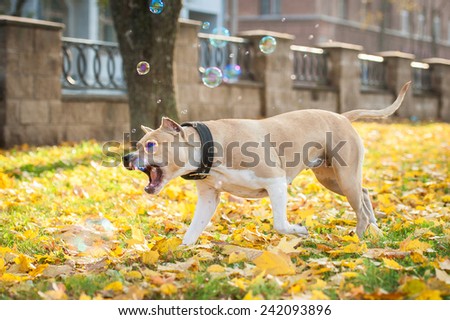 American staffordshire terrier catching soap bubbles in autumn