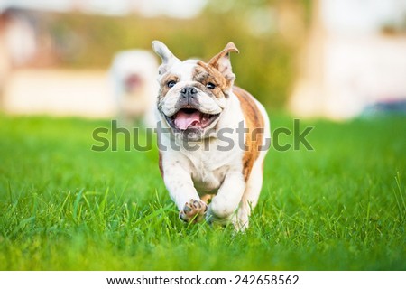 Happy english bulldog puppy running on the lawn