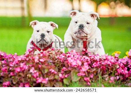 Two english bulldog puppies jumping over the flowers