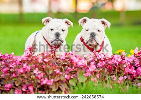 Two english bulldog puppies standing in flowers
