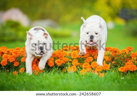 English bulldog puppies jumping over the flowerbed