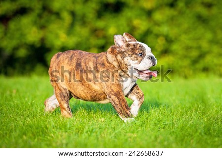 Funny english bulldog puppy running on the lawn