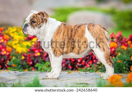 English bulldog puppy standing in the park
