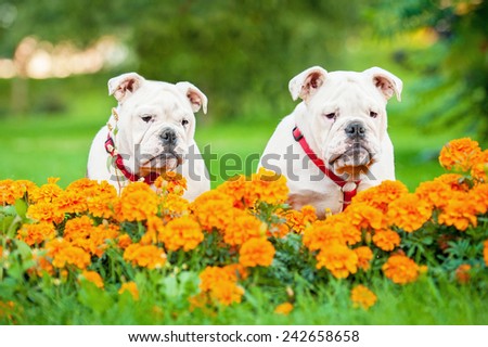 Two english bulldog puppies standing in flowers