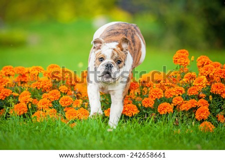 English bulldog puppy jumping over the flowers