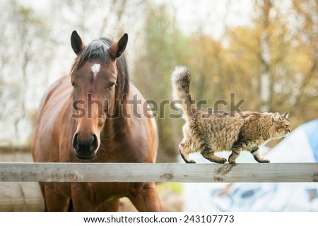 Cat walking on the fence near a horse