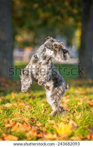 Miniature schnauzer dog dancing in the park