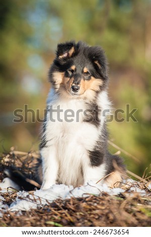 Rough collie puppy sitting outdoors