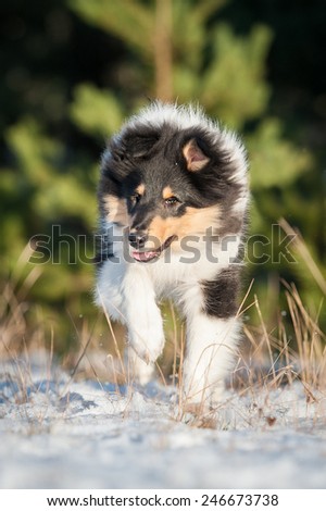 Rough collie puppy running in winter