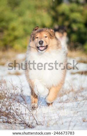 Funny rough collie puppy running in winter