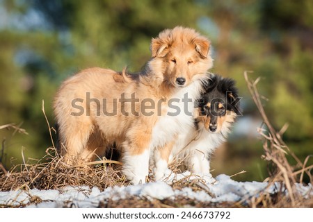 Rough collie puppies on the walk