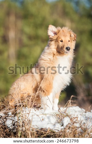 Rough collie puppy sitting with one ear up