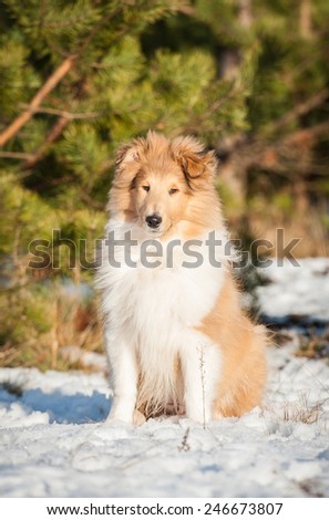 Rough collie puppy sitting on the snow