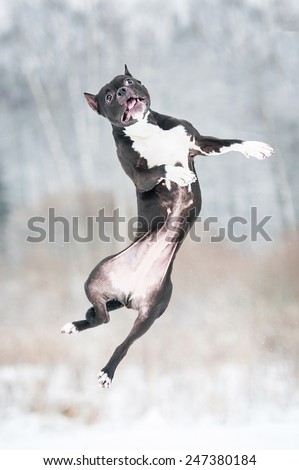 Funny american staffordshire terrier jumping in the air in winter