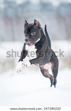 American staffordshire terrier playing in winter