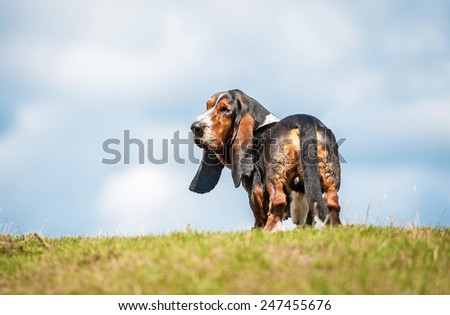 Basset hound dog looking back on the top of the hill
