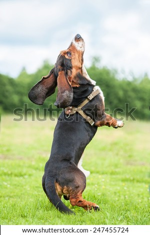 Basset hound dog jumping in the air